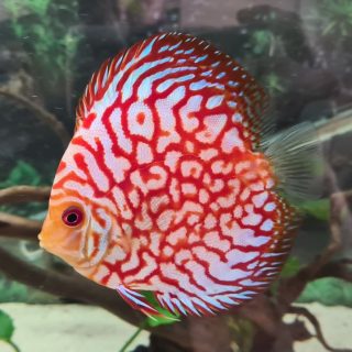 DISCO WHITE CHECKERBOARD 8 CM