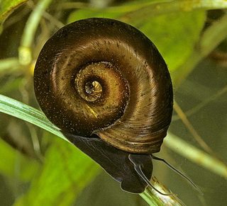 PLANORBIS CORNEUS