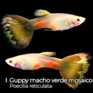 GUPPY VERDE PARROT