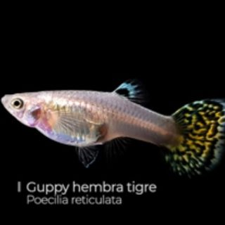 GUPPY HEMBRA TIGRE