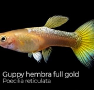 GUPPY GOLDEN HEMBRA