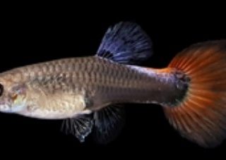 GUPPY HEMBRA DUMBO TUXEDO ROJO