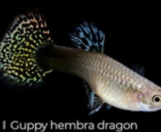 GUPPY HEMBRA DRAGON