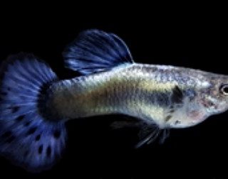 GUPPY HEMBRA DUMBO AZUL