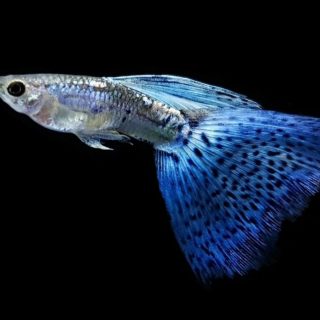 GUPPY AZUL GLASS