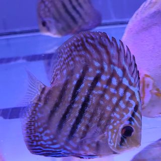 HECKEL CROSS 7- 8 CM