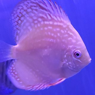 ALBINO ALENQUER 7 -8 CM