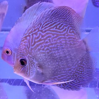 GALAXY SNAKE SKIN 7- 8 CM