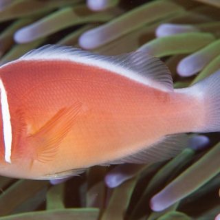 AMPHIPRION PARIDERAION