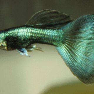 GUPPY VERDE MOSCU