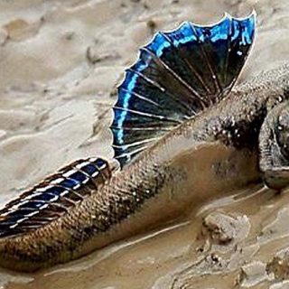 PERIOPTHALMUS VULGARIS