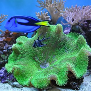 STICHODACTYLA HADDONI VERDE