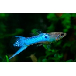 GUPPY ENDLER AZUL LIRA
