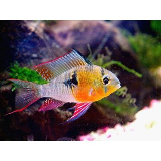 MIKROGEPHAGUS ALTISPINOSUS