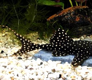 ACANTHICUS ADONIS L – 155