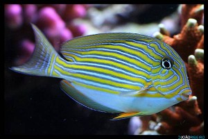 ACANTHURUS LINEATUS