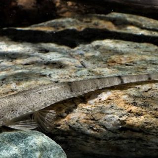 HEMIODONTICHTHYS ACIPENSERINUS