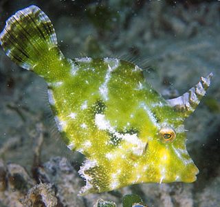 ACREICTHYS TOMENTOSUS