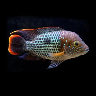 Aequidens rivulatus | Andinoacara rivulatus ~