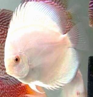 ALBINO PLATINIUM 9 CM