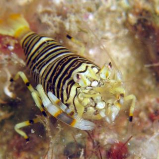 GNATHAPHYLLUM AMERICANUM