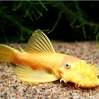 ANCISTRUS LEMON ORANGE L 144     4cm