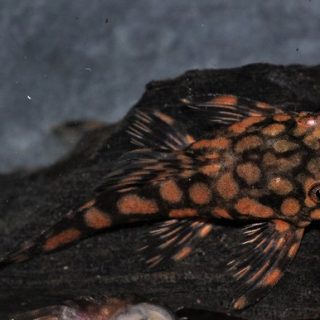 ANCISTRUS SP. RIO PARAGUAY