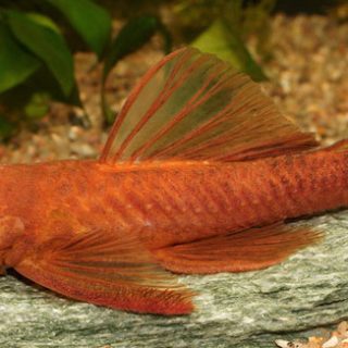 ANCISTRUS SUPER RED  4-5cm