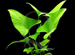 ANUBIAS GRACILIS POT