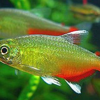 APHYOCHARAX RATHBUNI