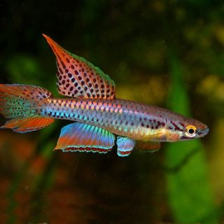 APHYOSEMION BIVITTATUM ( Pareja)