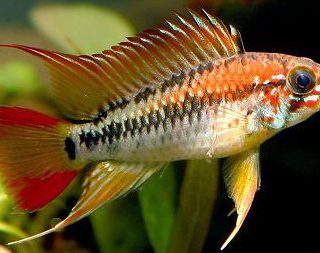 APISTOGRAMMA VIEJITA