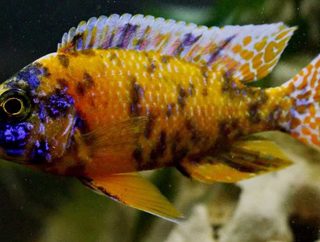 PAREJA AULONACARA CALICO OB