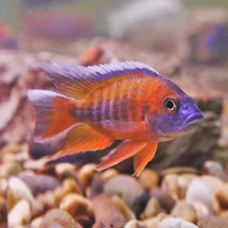 Aulonocara jacobfreibergi | Aulonocara jacobfreibergi – 10 cm