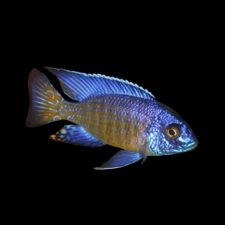 Aulonocara stuartgranti Mbenji