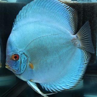 AZUL DIAMANTE 10 CM
