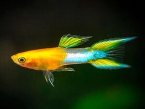 GUPPY ENDLER DORADO Y AZUL