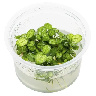 Anubias barteri Mini Coin Variegated