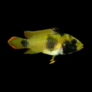 Apistograma Nijseni | Apistograma Nijseni PAREJA