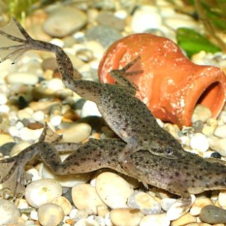 HYMENOCHIRUS CURTIPES