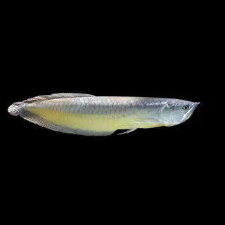 Arowana Amazónica Plata | Osteoglossum bicirrhosum – 10 cm