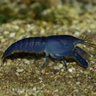 Langostino Africano | Atya gabonensis