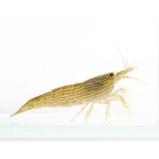 Gamba Bamboo | Atyopsis moluccensis