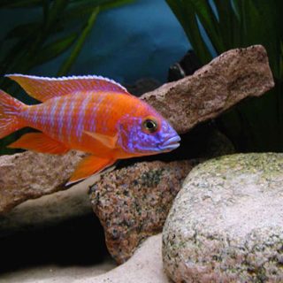 PAREJA AULONACARA RUBIN