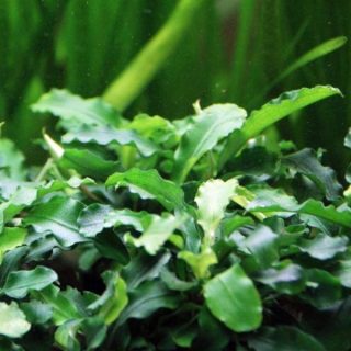 BUCEPHALANDRA PIGMEA BUKIT KELAM