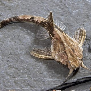 BUNOCHEPALUS CORACOIDEUS