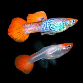 GUPPY KOI COBRA PAREJAS