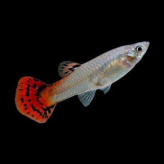 GUPPY HEMBRA COBRA ROJO