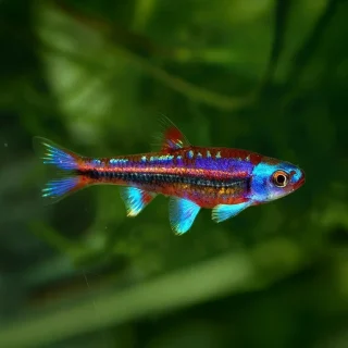 Barbo Arcoíris | Notropis chrosomus