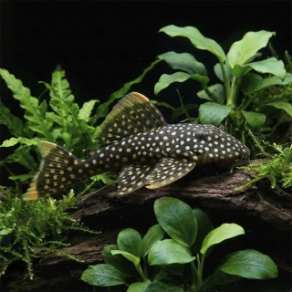 Baryancistrus Golden Nugget L018 | Xanthellus